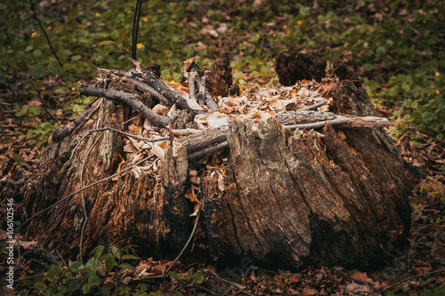 Old rotten stump with fallen leaves