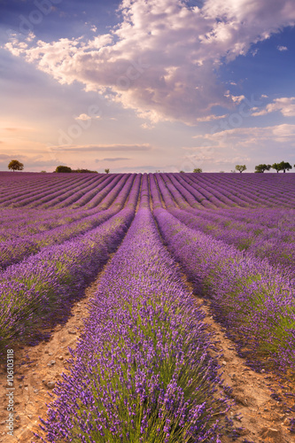 Blooming fields of lavender in the Provence, southern France © sara_winter