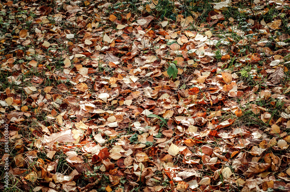 Colorful autumn leaves background Colorful autumn leaves background