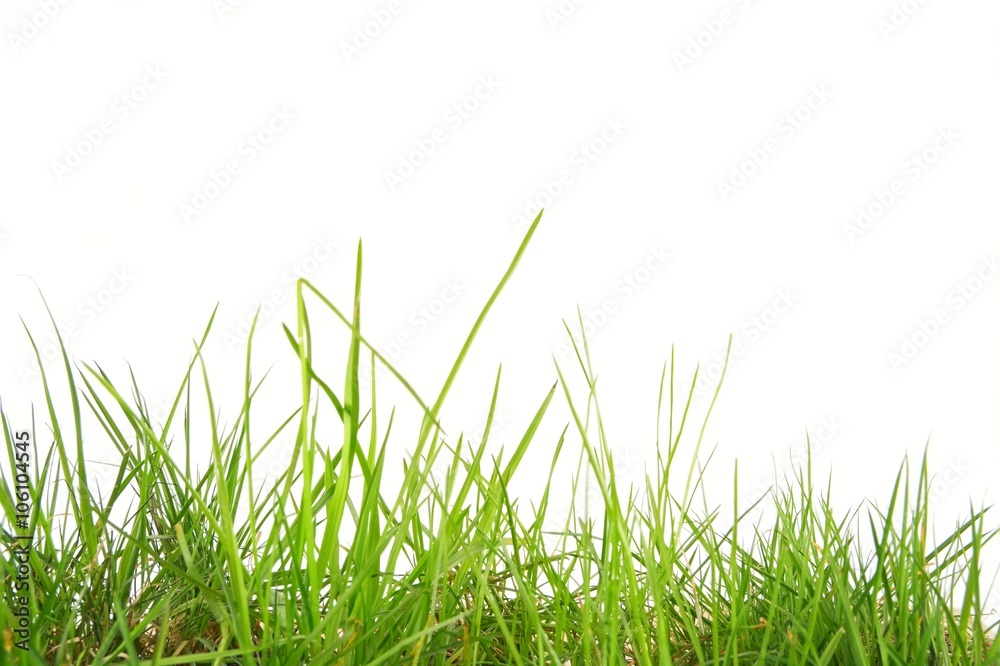 Fototapeta Wiosny naturalna zielona trawa na bielu