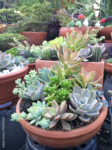 Miniature of succulent plants