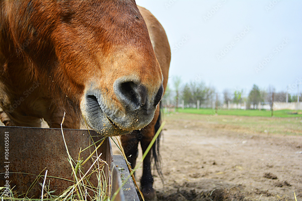 Naklejka premium muzzle horse that eats