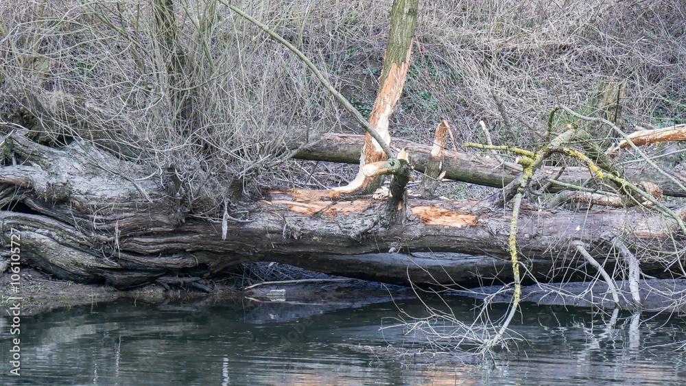 Beaver Place on river Danube, Germany Beaver Place on river Danube, Germany