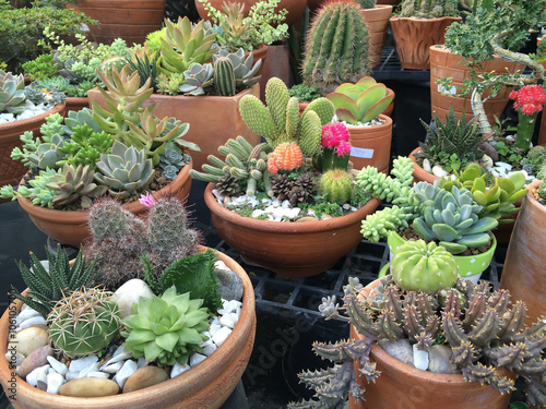 Variety of cactus in clay pots, garden market