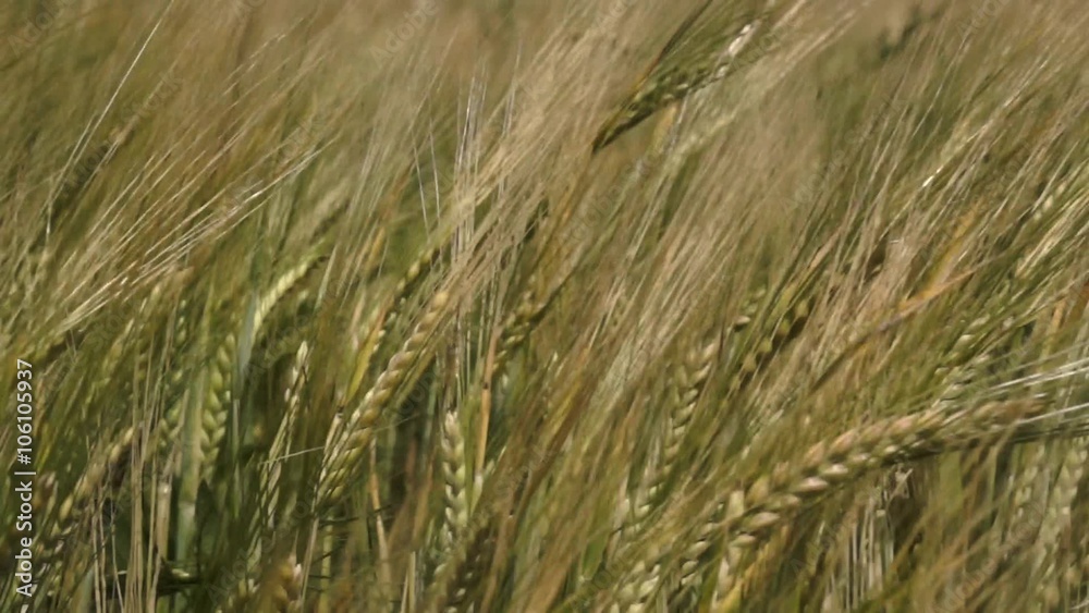 camera slide over field of green wheat during early summer camera slide over field of green wheat during early summer