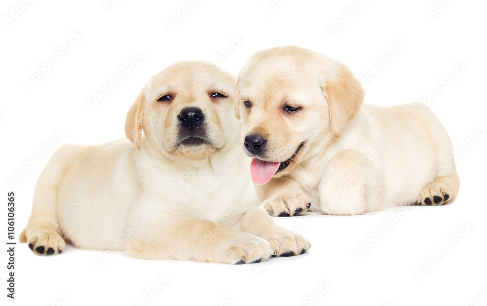 labrador puppy, looking labrador puppy, looking
