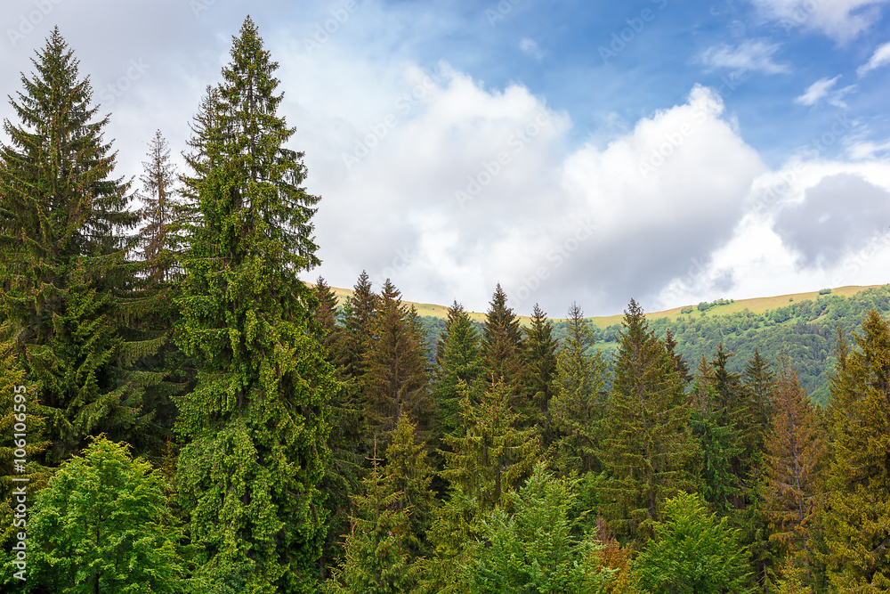 Spring forest in the mountains