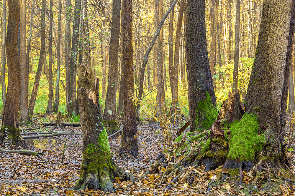 Obraz premium Morning on the swamp in the autumn forest.