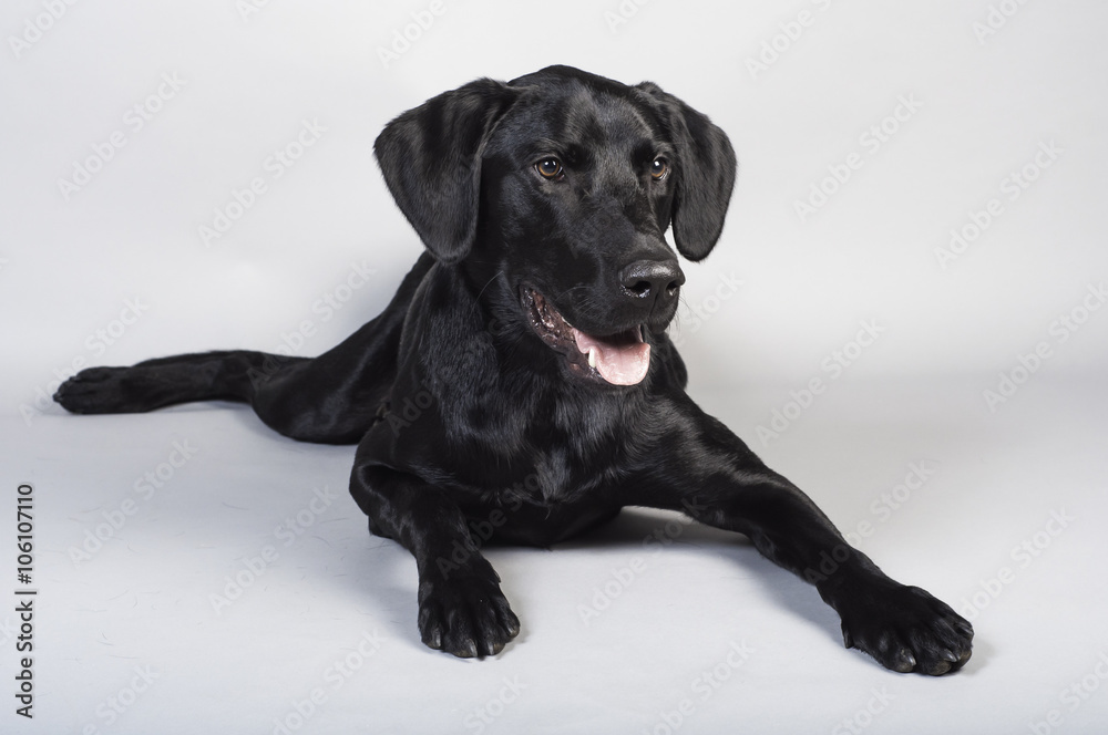 Black Laborador Retriever Dog Black Laborador Retriever Dog