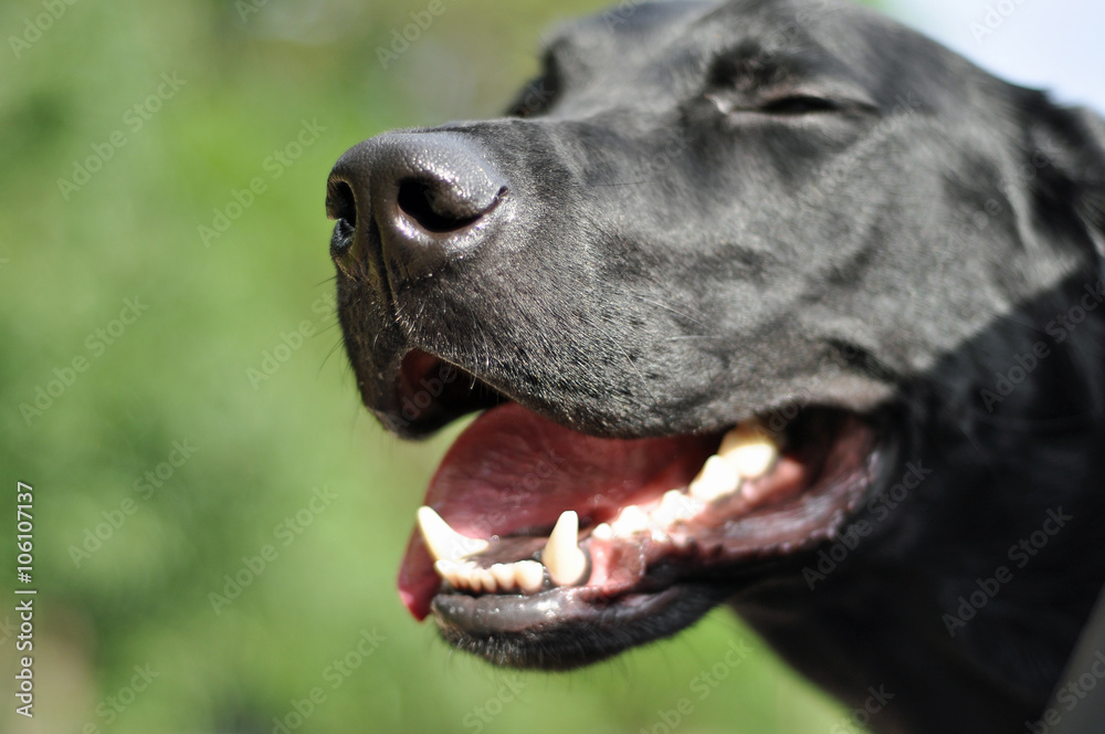 Black Laborador Retriever Dog Black Laborador Retriever Dog