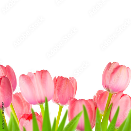 Fototapeta Naklejka Na Ścianę i Meble -  Spring Gentle Light-pink Tulips border, isolated