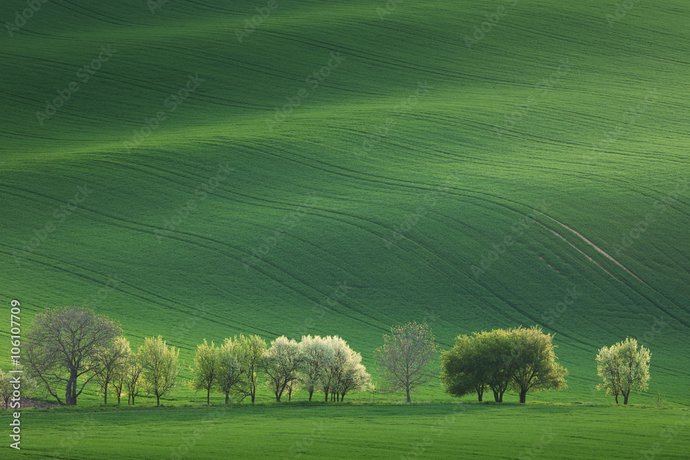 Narural landscape of Blossom Trees