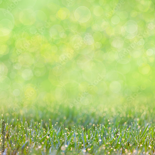 Green Grass with drops of dew - defocused bokeh background