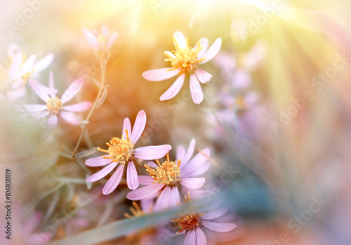 Fototapeta Naklejka Na Ścianę i Meble -  Spring flower in meadow - purple flowers