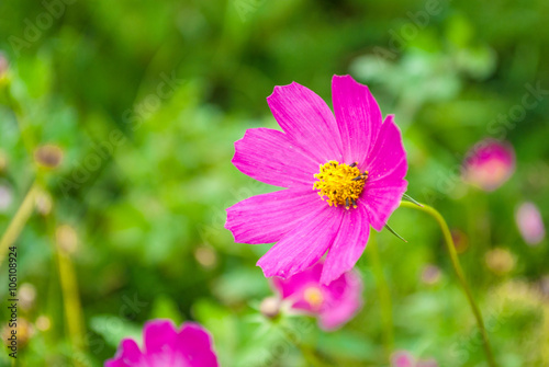 Cosmea flower