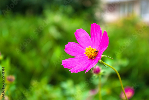 Cosmea flower photo