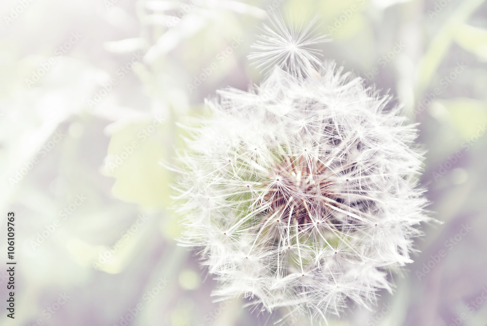 Dandelion close up on natural background Dandelion close up on natural background