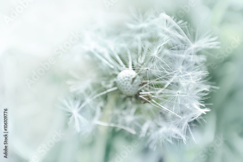 Dandelion close up on natural background