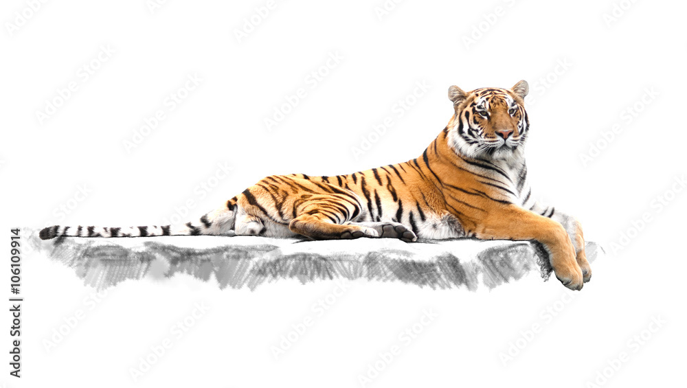 Obraz premium pasiasty tygrys, który leży na skałach