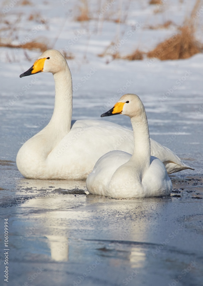 Obraz premium Whooper swan (Cygnus Cycnus) couple resting close together on the ice of a frozen lake in Finland in winter.