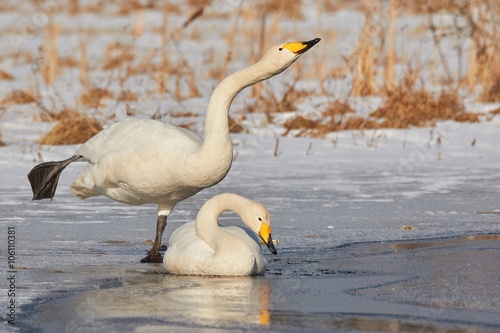 Whooper swan  Cygnus Cycnus  couple resting close together on the ice of a frozen lake in Finland in winter.