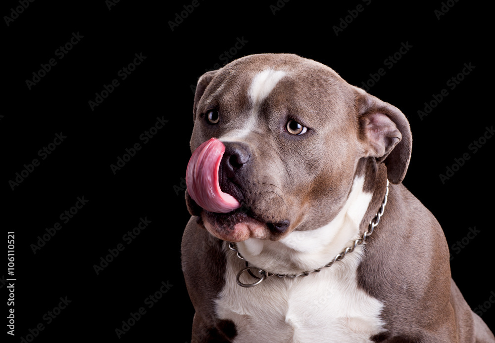 Portrait of an American Bully on a Black Background