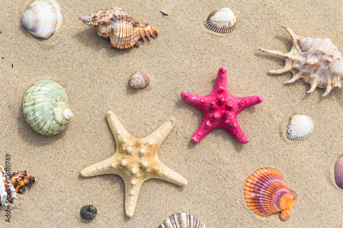 Sea beach scattered variety sea shells