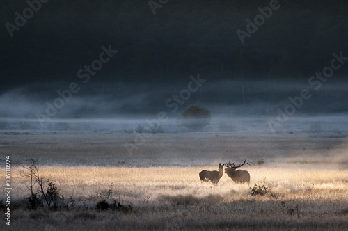 Bull elk courts a female in a beam of light at sunrise in a meadow.