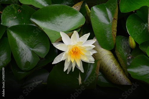 Bilde på lerret Nelumbo