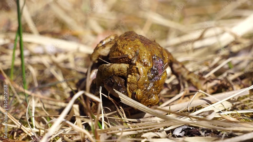 Erdkröten ( Bufo bufo ) bei der Paarung im und am Teich Erdkröten ( Bufo bufo ) bei der Paarung im und am Teich