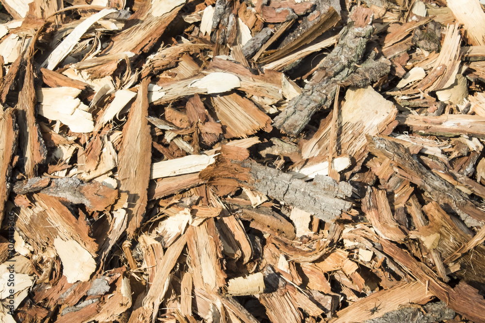 many hewn bark of fruit trees many hewn bark of fruit trees