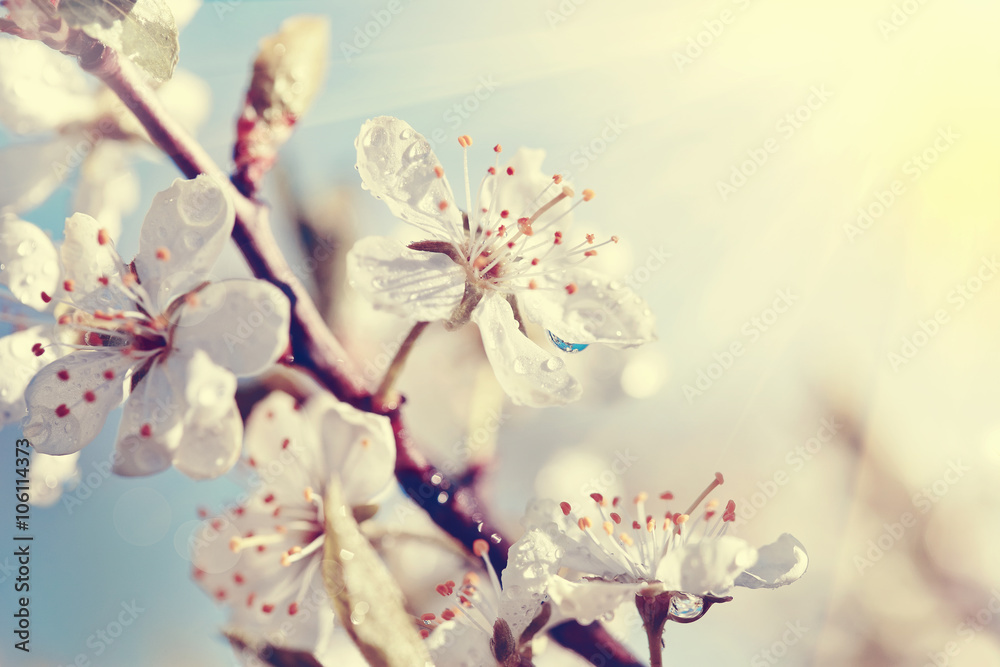 Fototapeta premium Branch of the blossoming cherry in sunshine