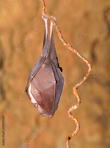Greater mouse-eared bat ( Myotis myotis)