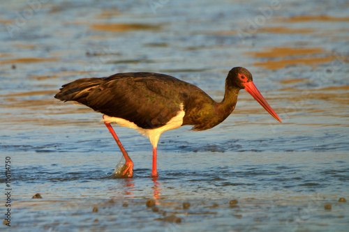 Black Stork - Ciconia nigra