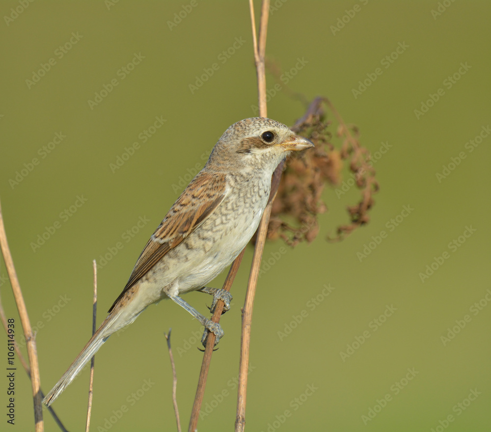 Fototapeta premium Red-backed shrike (Lanius Collurio)