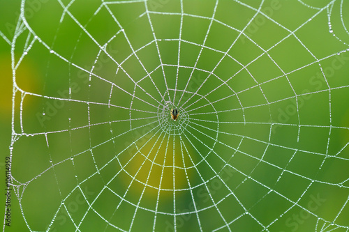 Spider on a spider web with a green background