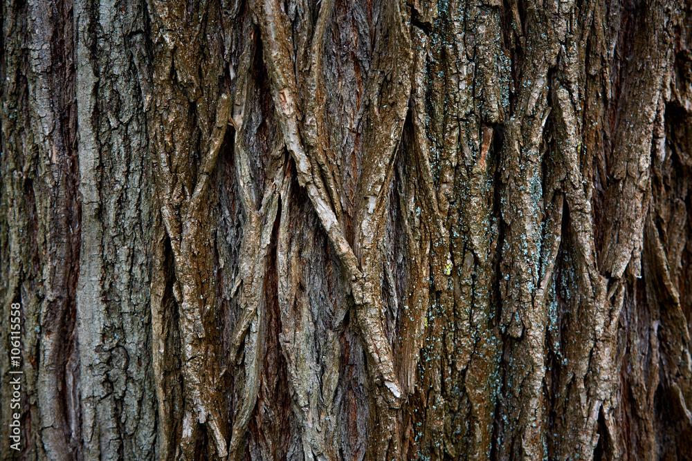 Obraz premium old tree bark