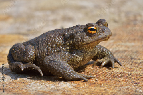 Agile Frog (Rana dalmatina)