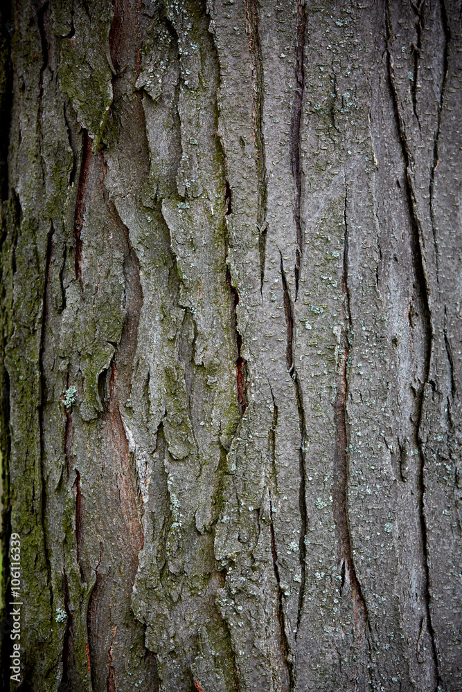 Fototapeta premium old tree bark