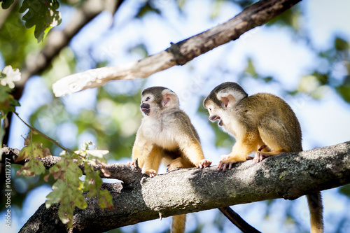 Deux bébés singes sur une branche