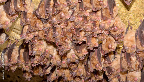 Greater mouse-eared bat ( Myotis myotis)