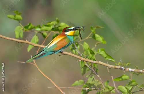 European bee-eater (Merops Apiaster) outdoor © a-weblogiq