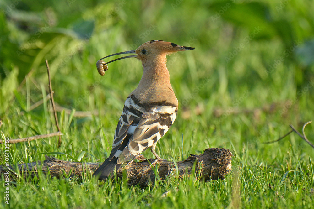 Nice bird with crest Hoopoe (Upupa epops) Nice bird with crest Hoopoe (Upupa epops)