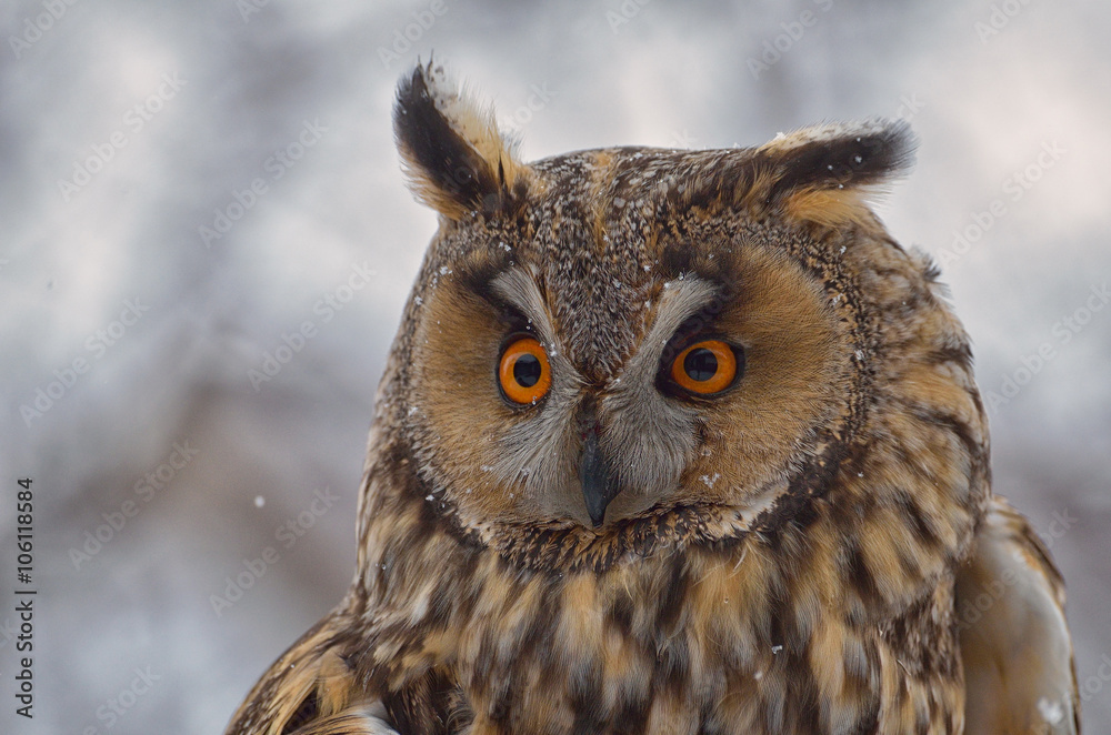 Obraz premium Long-eared Owl (Asio Otus)
