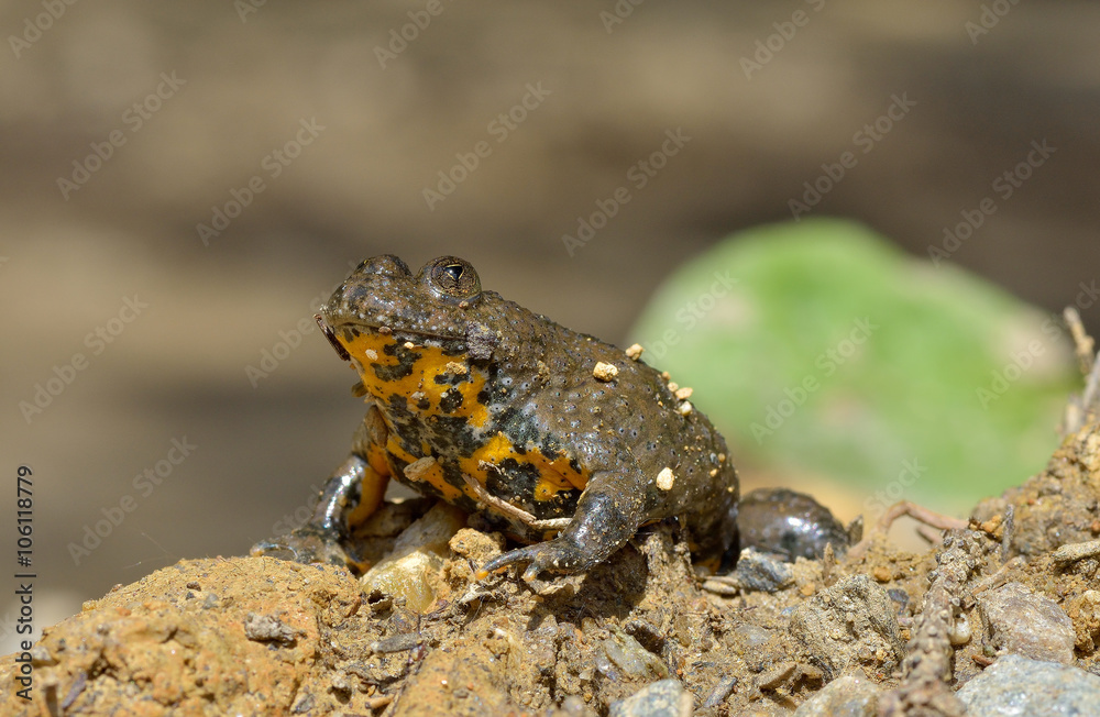 Fototapeta premium Yellow-Bellied Toad, Bombina variegata