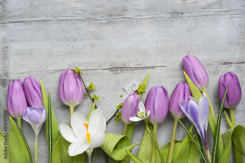 Fototapeta Naklejka Na Ścianę i Meble -  Old grey wooden background with purple white tulips,snowdrop and crocus border in a row and empty copy space, spring summer decoration
