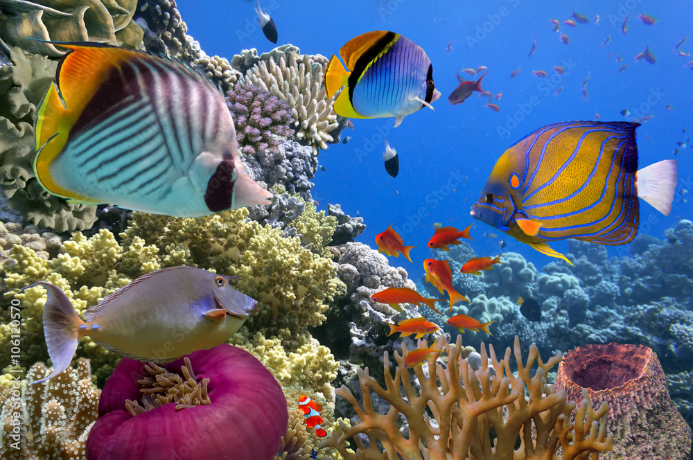 Naklejka premium Podwodna scena, przedstawiająca różne kolorowe ryby pływające