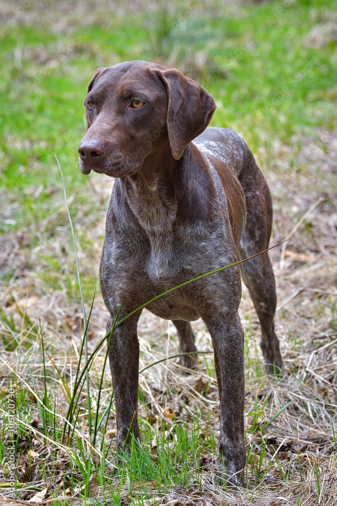 German shorthaired pointer - Hunter dog