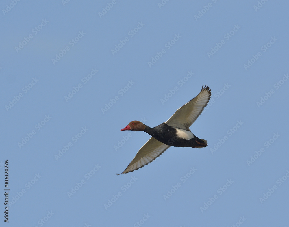 Obraz premium Red Crested pochard (Netta Rufina)