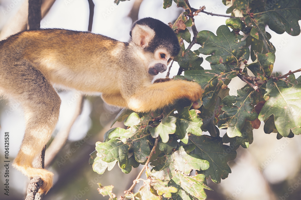 Fototapeta premium Singe saimiri à tête noire